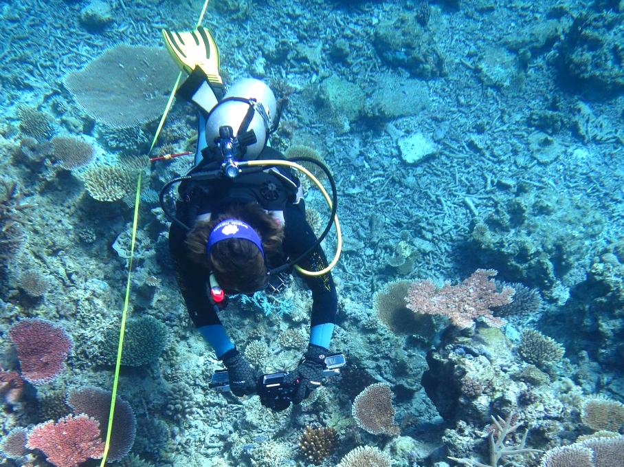 Participate in Reef Health Surveys for the Protection of Ocean Life