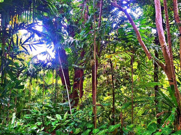 Discover the Lush Flora at Cairns Botanic Gardens