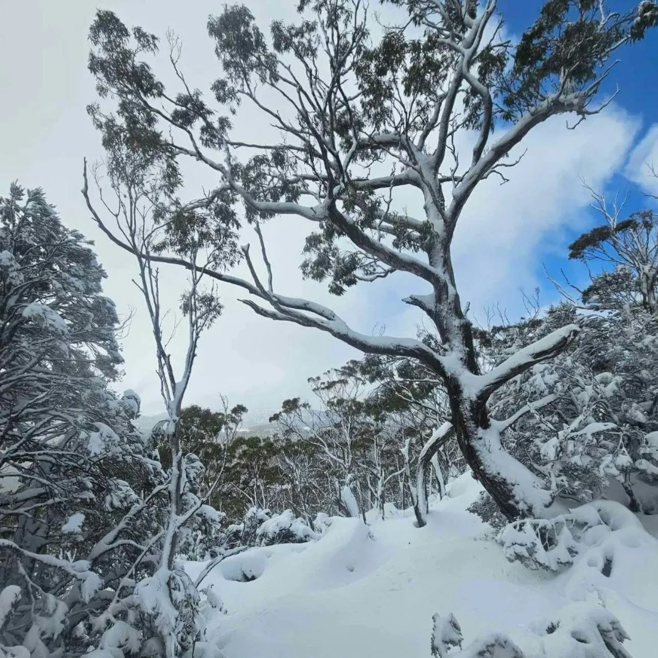 Mount Field National Park, Tasmania